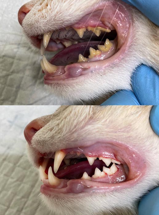 Стоматология для животных - удаление зубов и зубного камня, лечение зубов и  десен (собакам, кошкам)